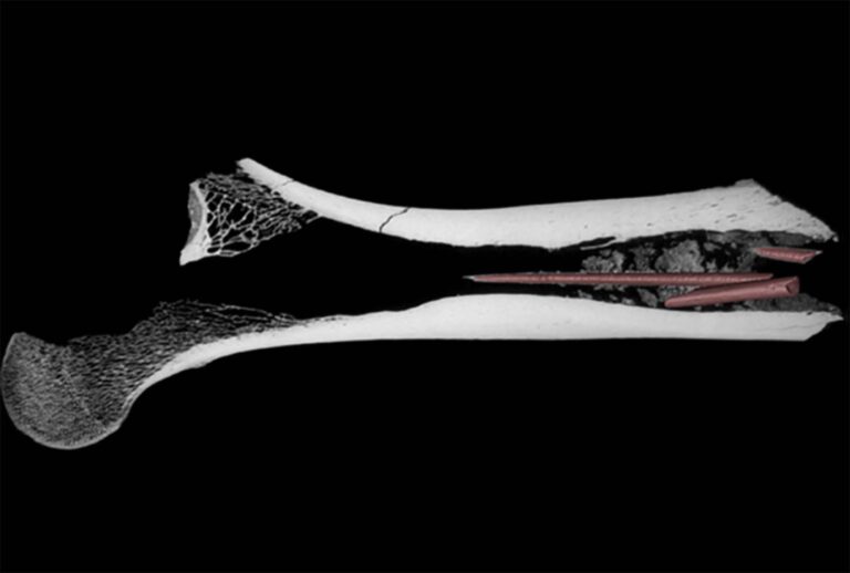 The femur used as a quiver, with the arrowheads embedded in poison inside. Source: https://www.cell.com/iscience/fulltext/S2589-0042(24)02663-4.