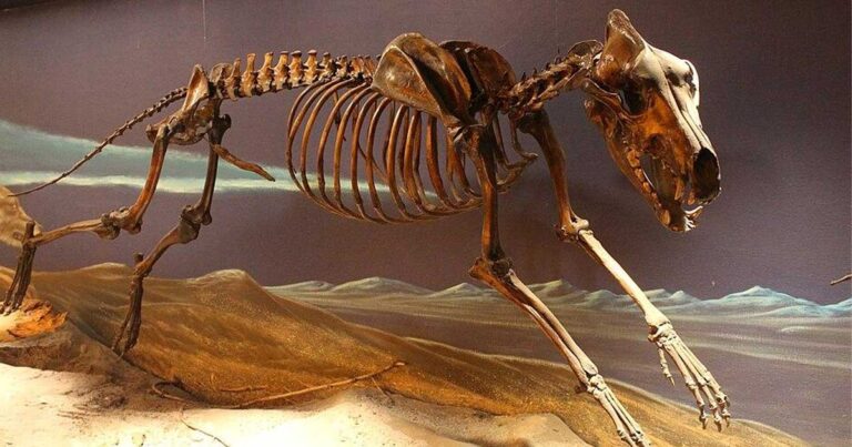 The skeleton of an actual dire wolf from the La Brea Tar Pits, very different from whatever these new “dire wolves” are. Source: Jonathan Chen / CC BY-SA 4.0.