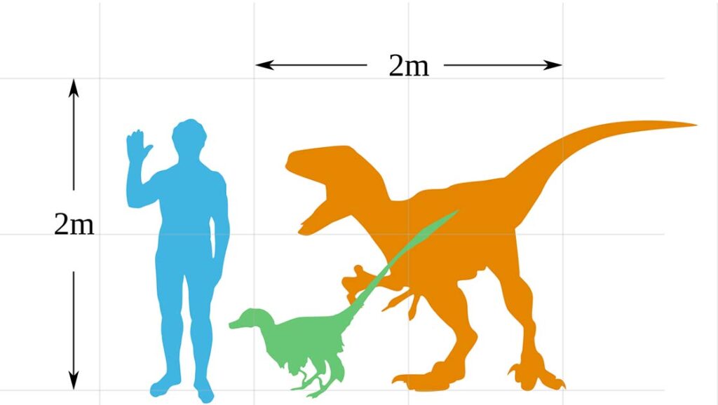 Size comparison between an average 6-foot tall human, a Jurassic Park Velociraptor and a scientifically accurate Velociraptor mongoliensis dinosaur. Source: CC BY-SA 4.0.