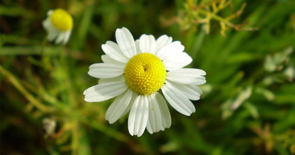 German chamomile (Matricaria recutita). A classic in herbal teas. By Rob Hille. Source: Public Domain.