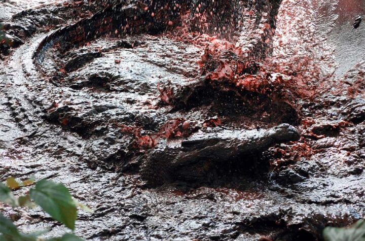 Crocodiles in a feeding frenzy. Taken by Gregg Yan. Source: CC BY-SA 3.0.