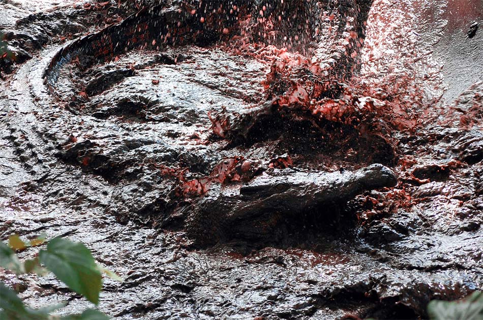 Crocodiles in a feeding frenzy. Taken by Gregg Yan. Source: CC BY-SA 3.0.