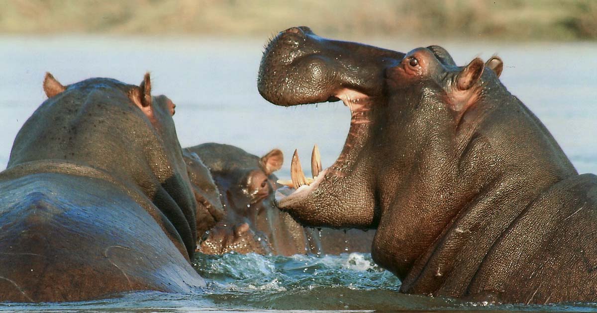 When Hippos Thrived In Ice Age Europe Much Longer