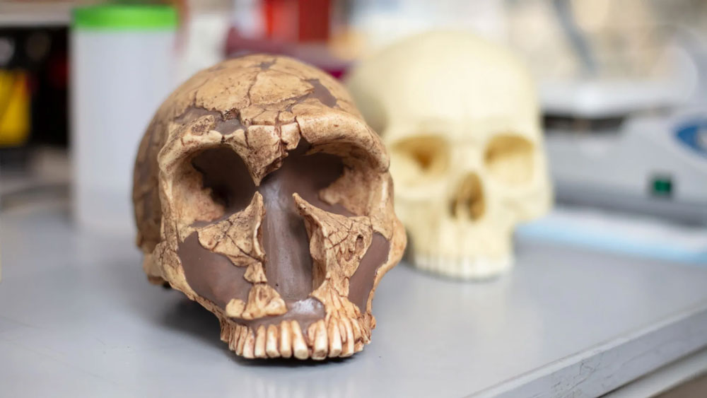 Lead Exposure May Have Limited Language Development in Neanderthals While Humans Evolved Genetic Protection