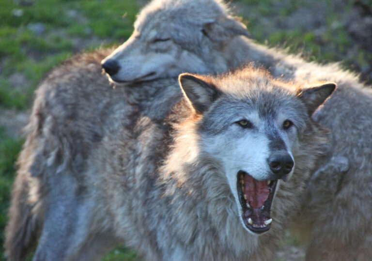 Gray wolf pair