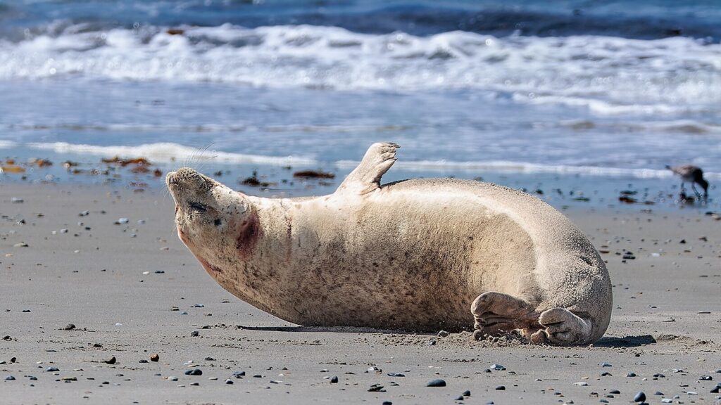 Grey seals (Halichoerus grypus) are common species that swim in Swedish seas. Source: Public Domain.