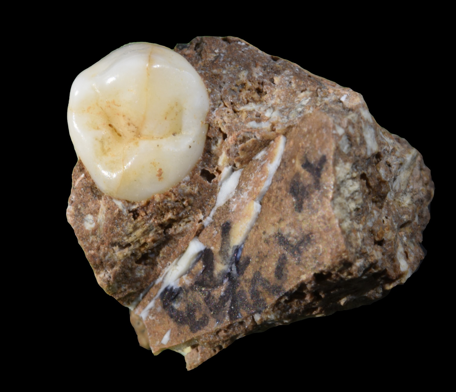 Denisovan premolar tooth from Bianfu Cave, Yunnan, China