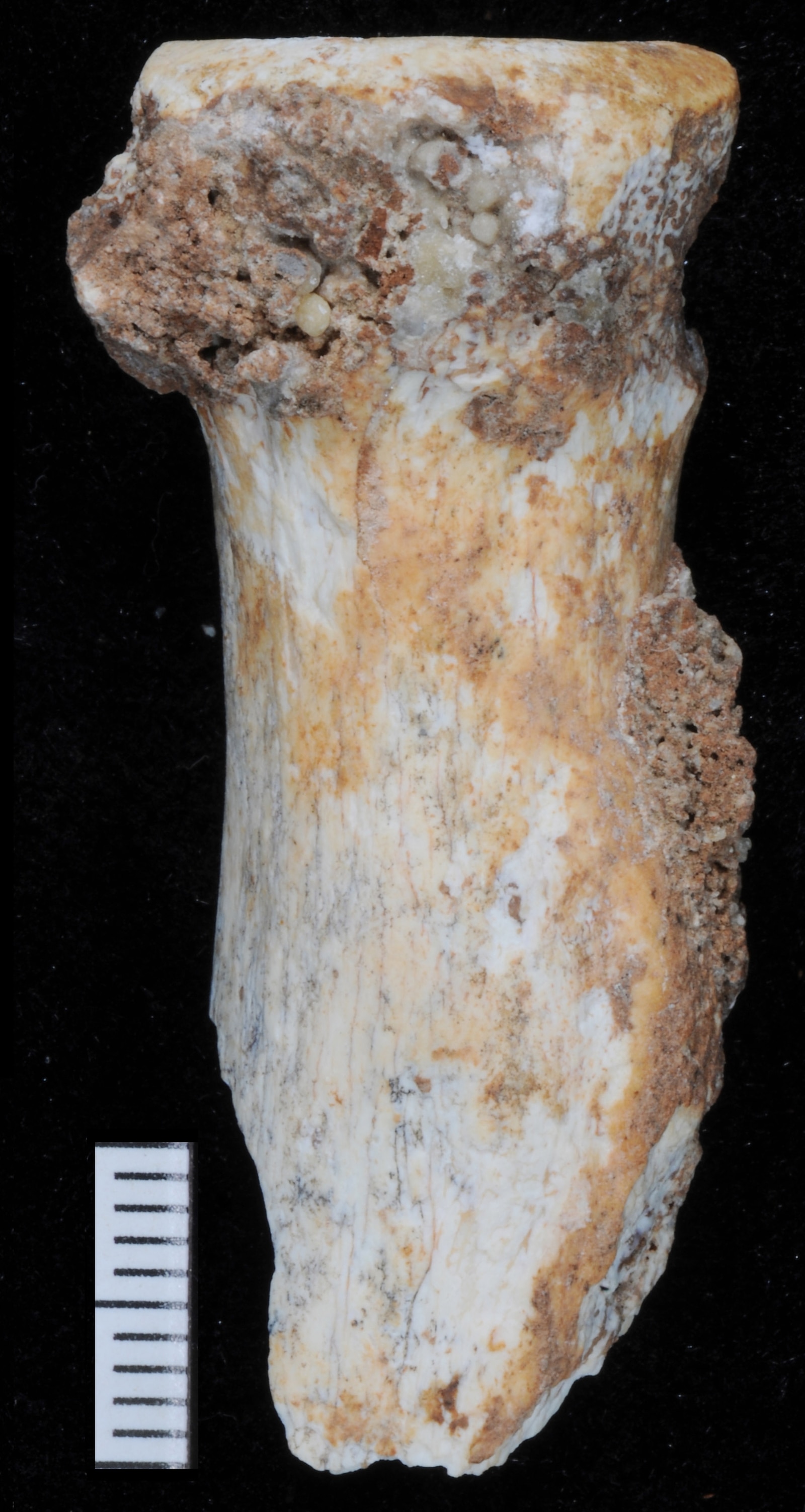 First known Denisovan radius (forearm) bone from Bianfu Cave, Yunnan
