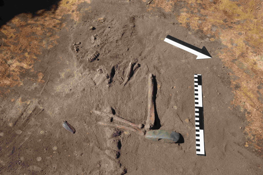 Serpentinite battle axe found beside the man&rsquo;s right elbow in the Ż&oacute;rawina Neolithic burial