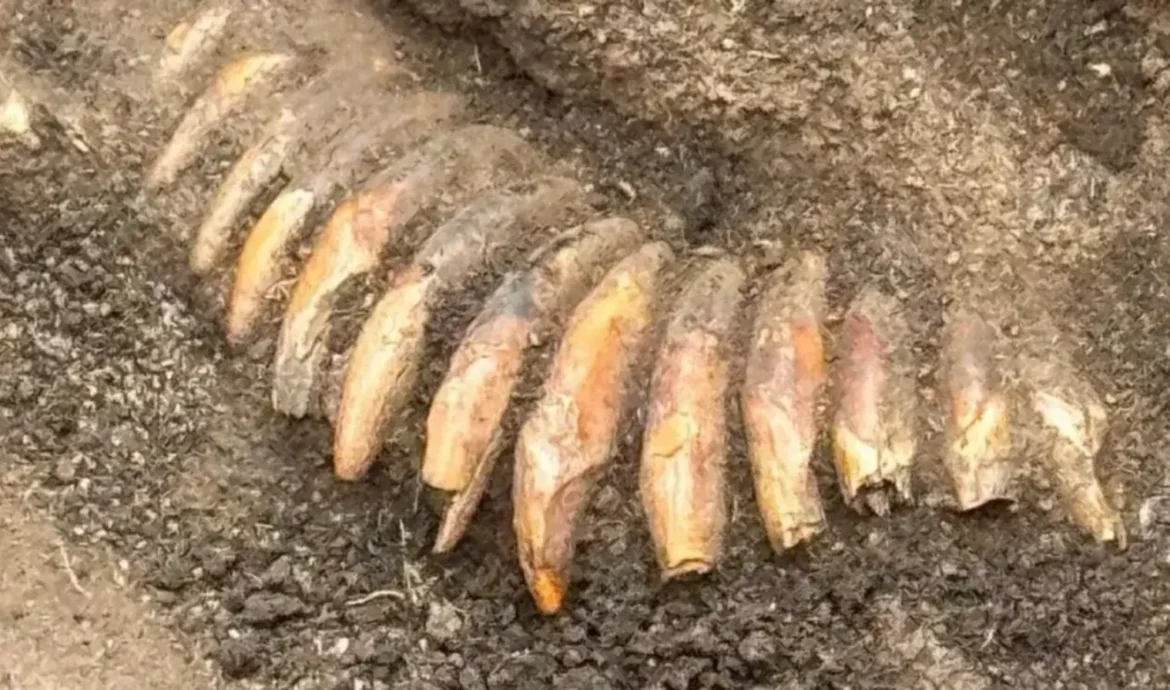 Necklace of 42 perforated animal teeth from the ~5,000-year-old burial near Żórawina, Poland