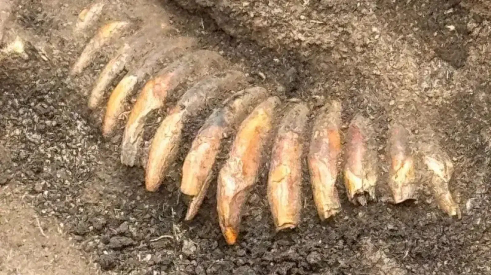 Necklace of 42 perforated animal teeth from the ~5,000-year-old burial near Żórawina, Poland