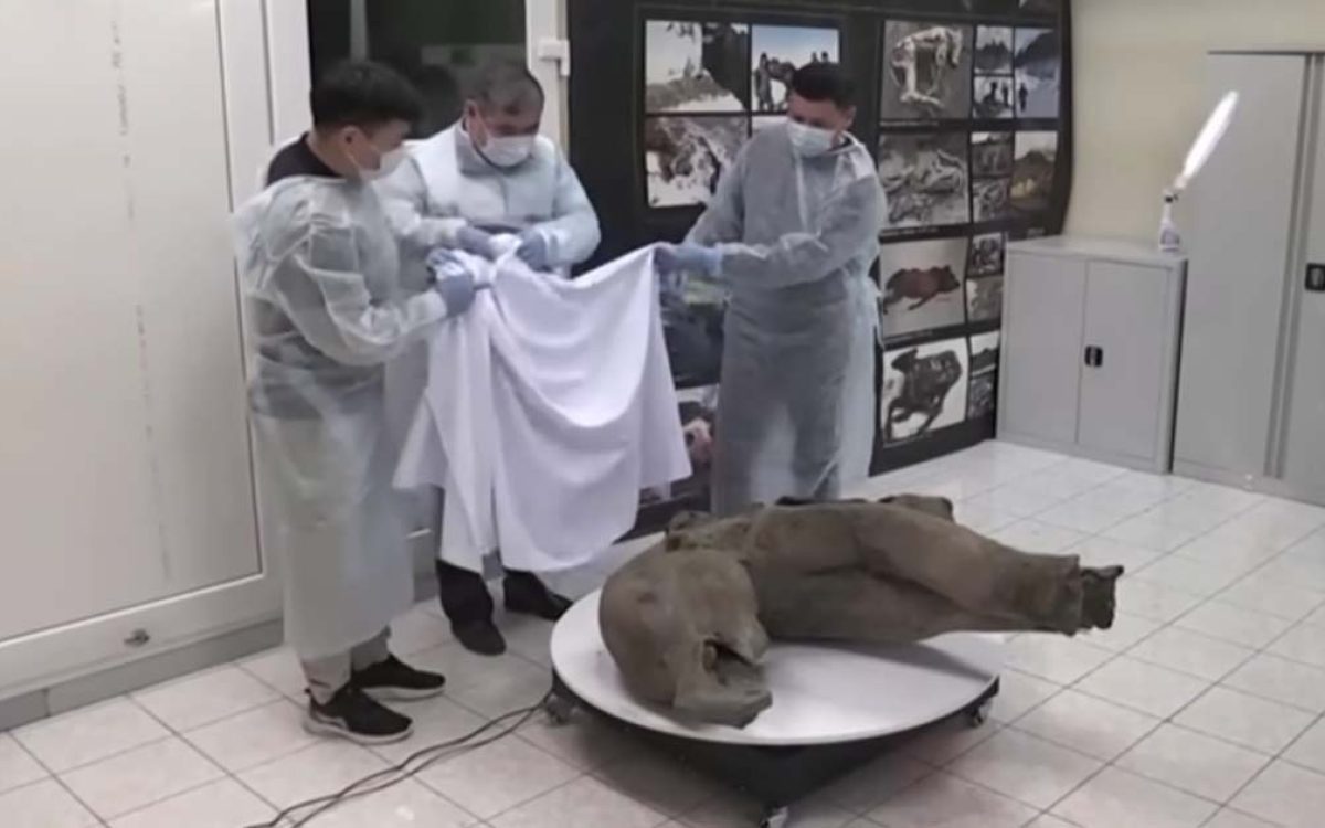 The baby mammoth has been named Yana after the river basin in which she was found. Source: North-Eastern Federal University in Yakutsk/AFP.