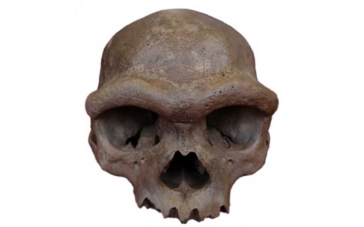 Behold the Dragon Man – not a dragon, a Denisovan. Source: CC BY 4.0