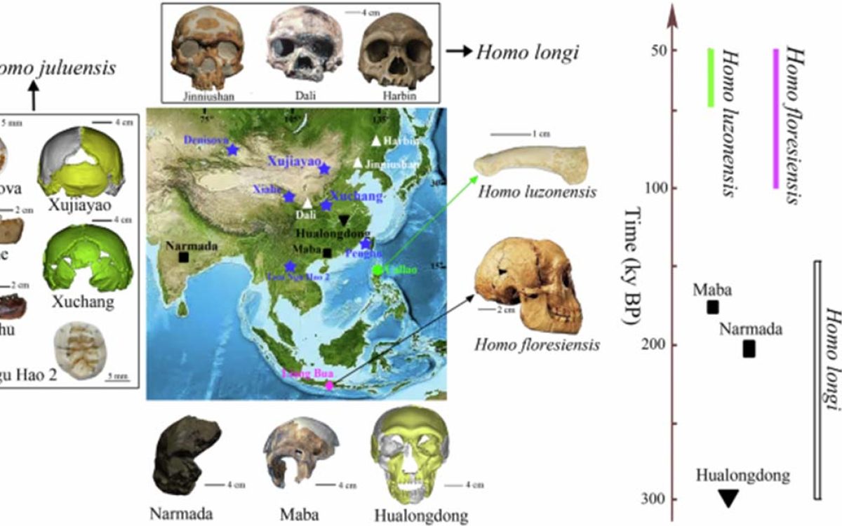 The four east Asian homo species in the reclassification and their locations. Homo juluensis on the left is new. Source: C Bae and X Wu; Nature Communications.