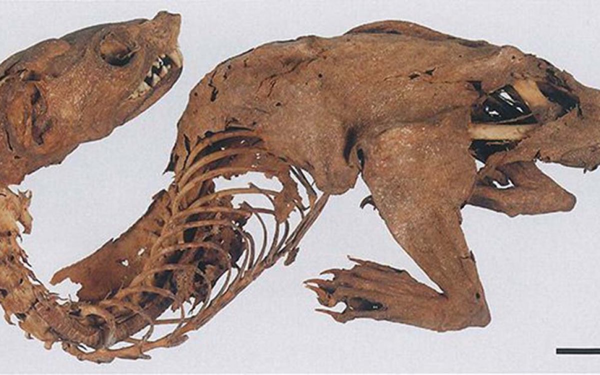 Hidden Identity of the ‘Dragon’ Mummy Revealed At Last