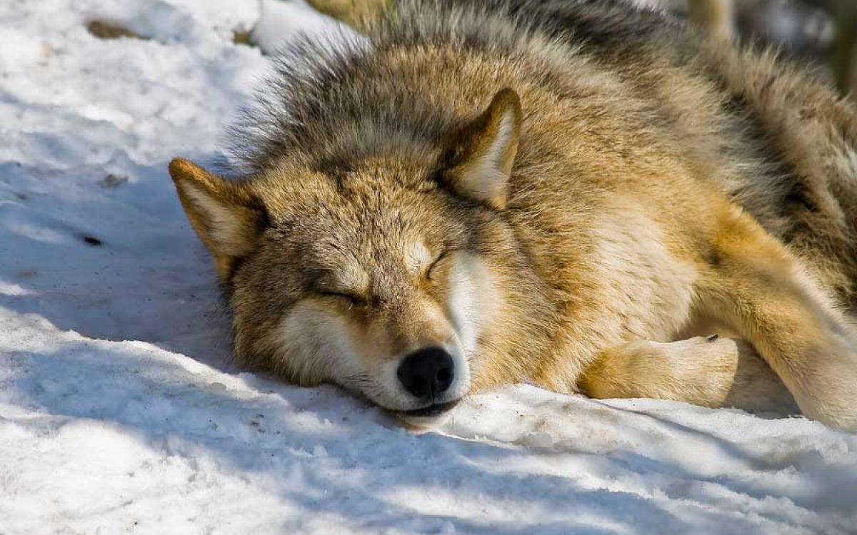 The canids found in Alaska date back 12,000 years ago, but Man’s Best Friend then was likely a domesticated wolf population, not the ancestors of modern dogs. Source: son_gismo / CC BY 2.0.